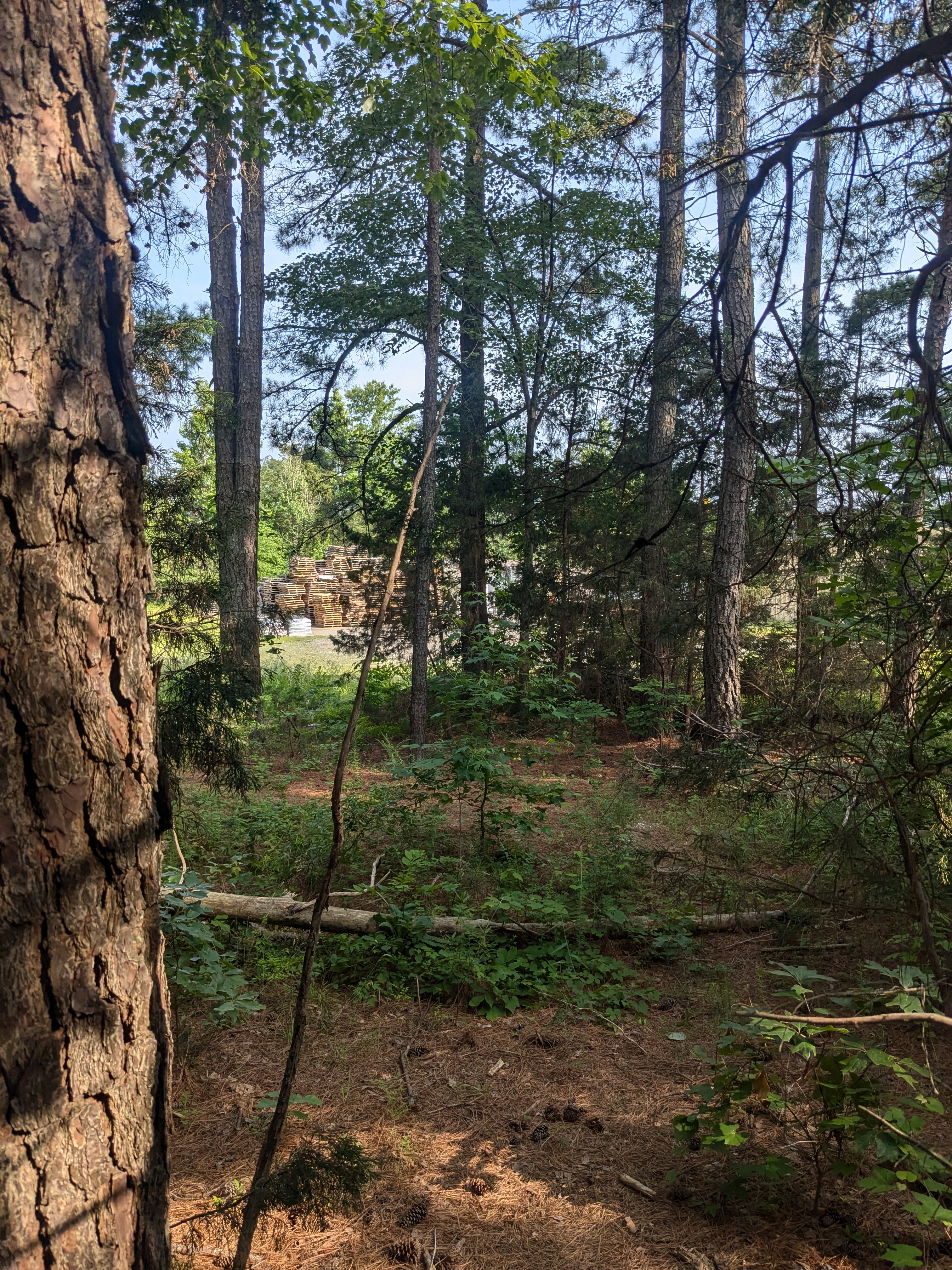 out of the woods