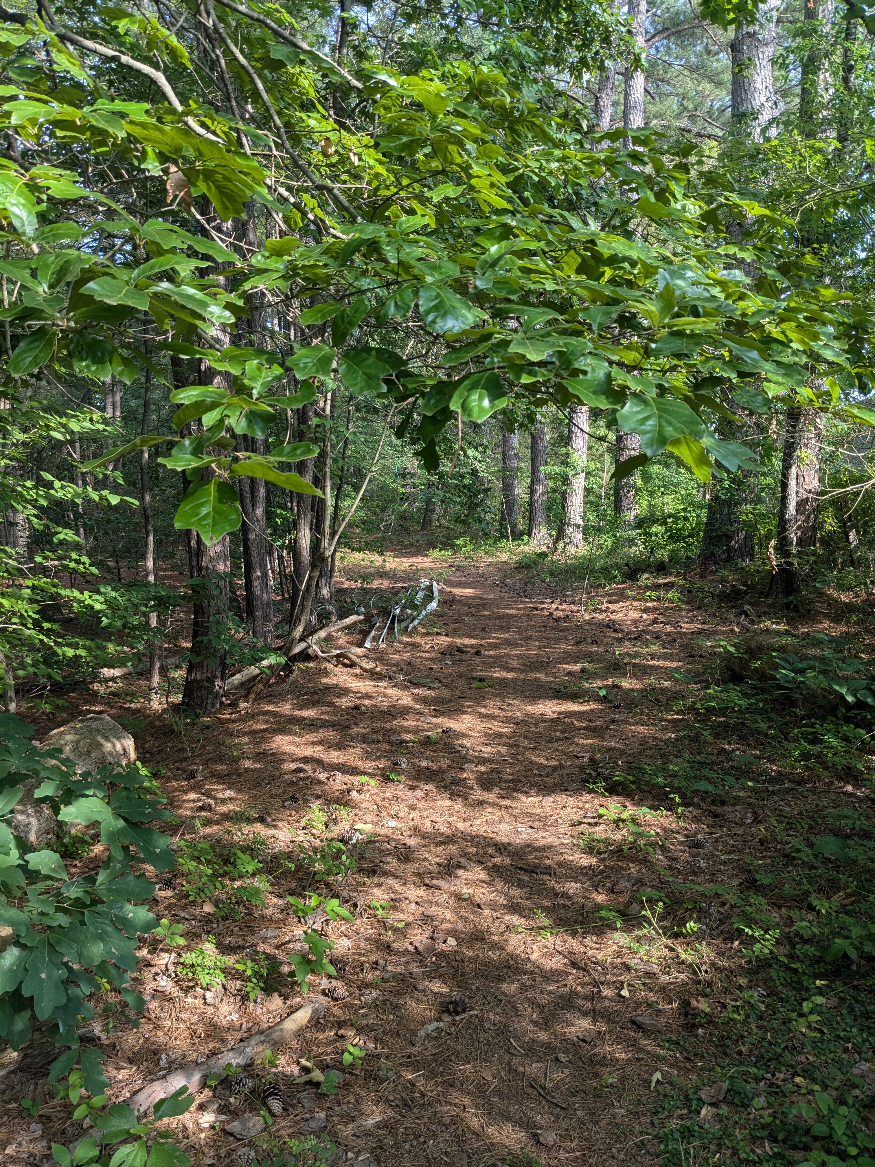 the trail