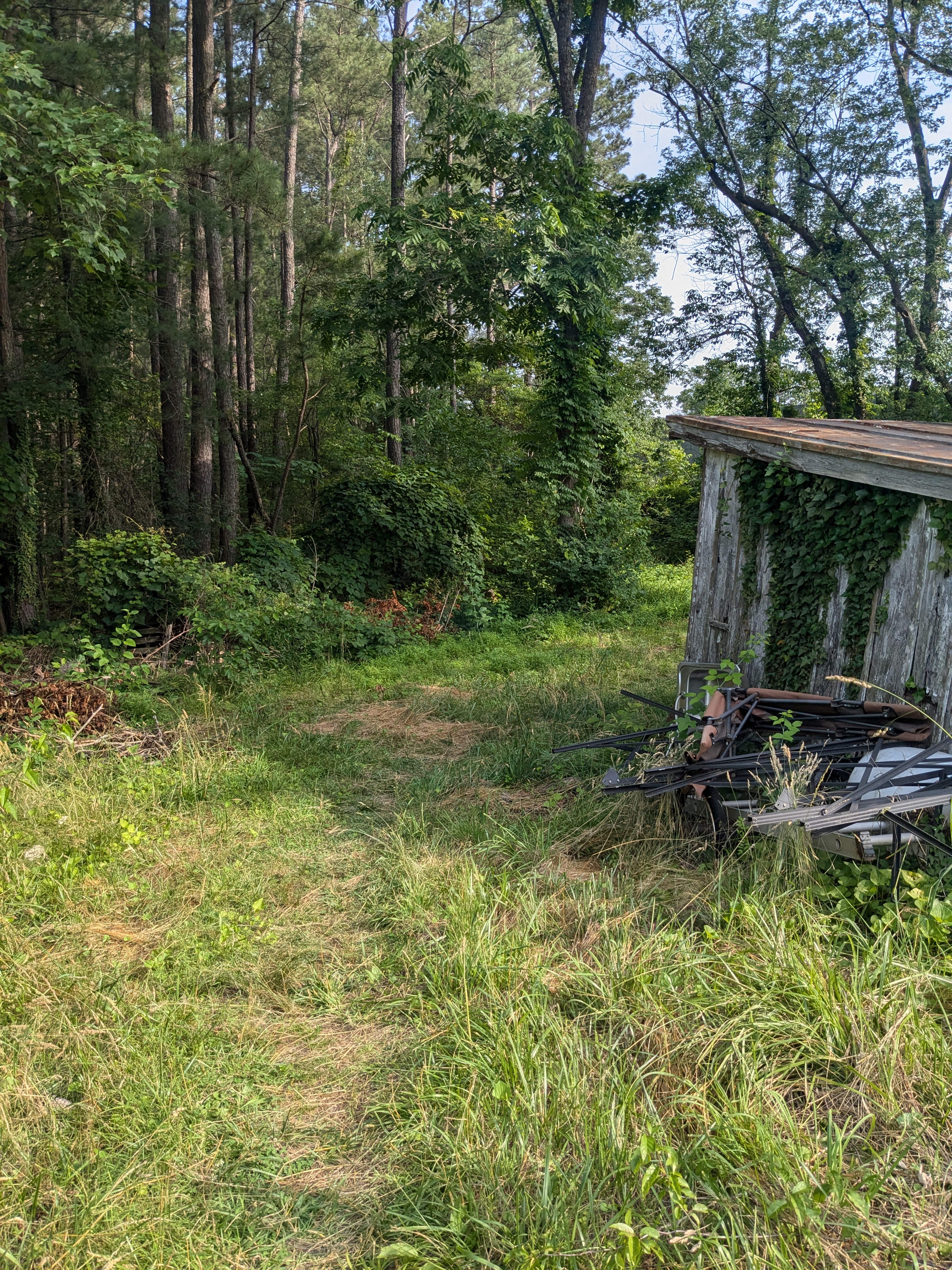 edge of woods